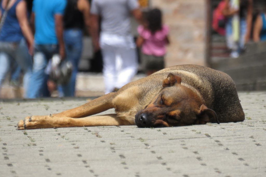 Resolução define conceito de violência contra animais