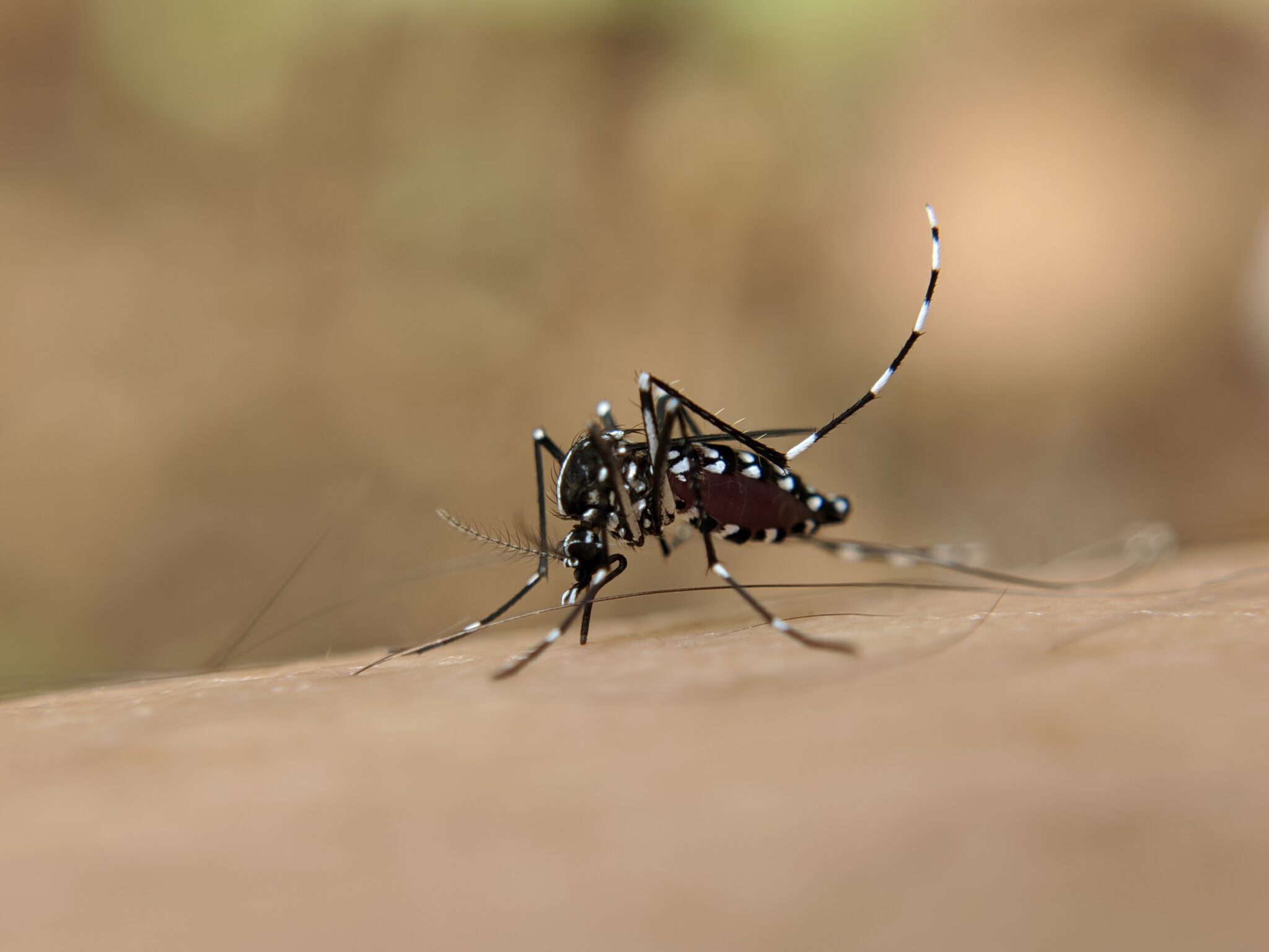 Brasil Bate Recorde De Mortes Causadas Por Dengue Em