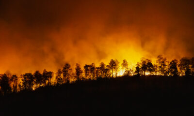incêndios florestais queimadas