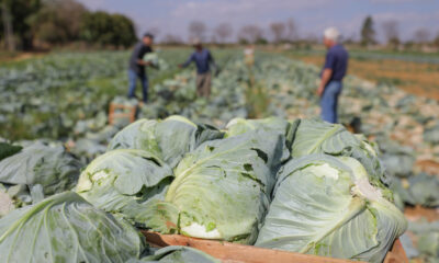 agricultura familiar DF