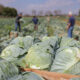 agricultura familiar DF