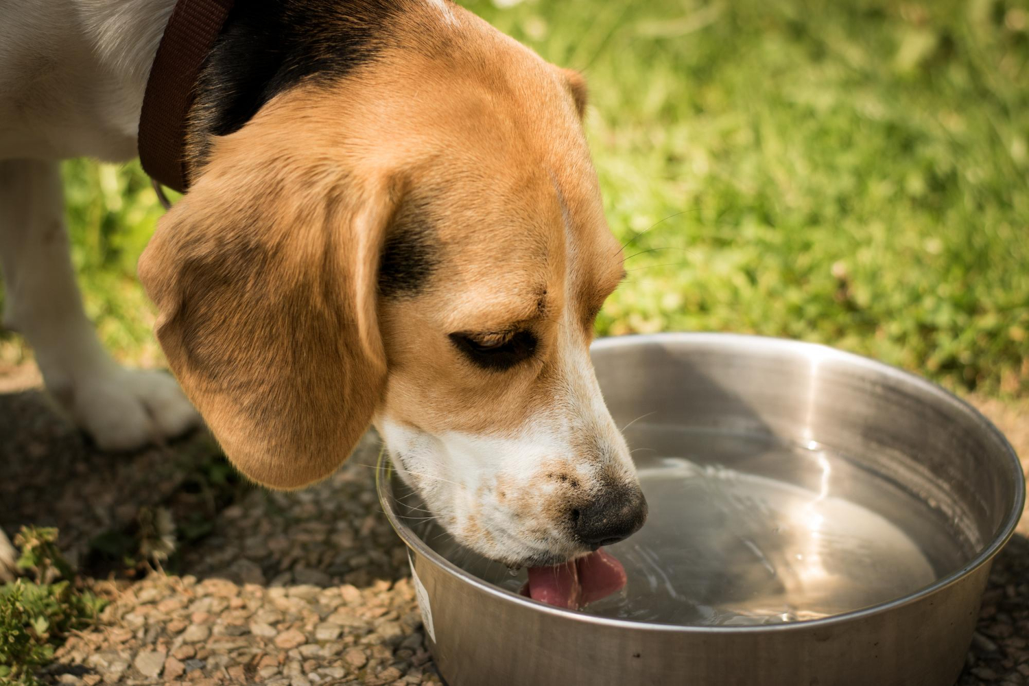 cuidados com animais no calor